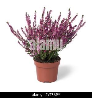 Potted purple flowering Erica plant close up isolated on white background Stock Photo