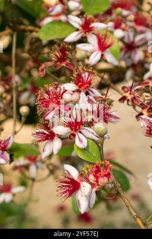 Pineapple guava (Acca sellowiana) flowers, native fruit tree in Sao Francisco de Paula, South of Brazil Stock Photo