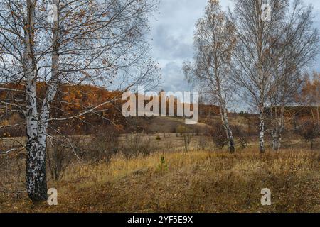 Late autumn, low clouds of birch with leafless leaves and an orange forest in the distance Stock Photo
