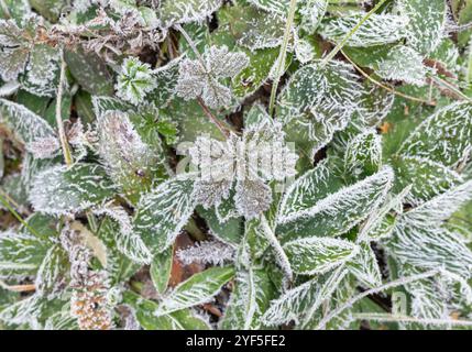 Frosty patterns on the grass covered with frost during the frost in late autumn Stock Photo