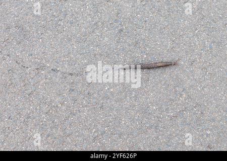 A tiger angel (Limax maximus) on its way to the meadow in summer Stock Photo