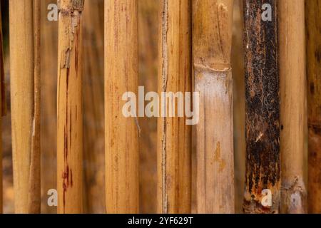 old bamboo plank fence texture for background Stock Photo
