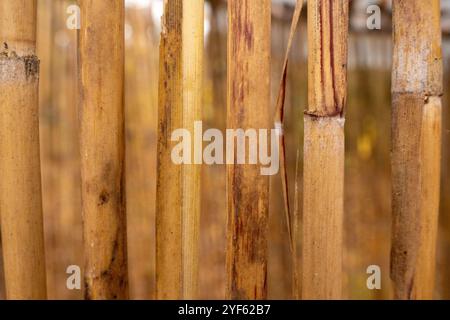 old bamboo plank fence texture for background Stock Photo