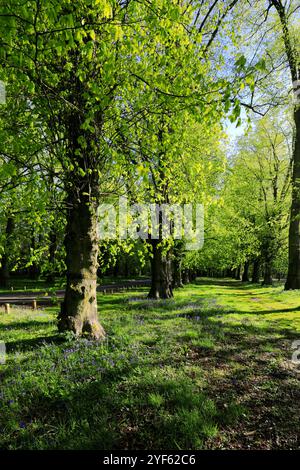 Spring view along the Common Lime Tree Avenue and Bluebell flowers at Clumber Park, Nottinghamshire, England, UK Stock Photo