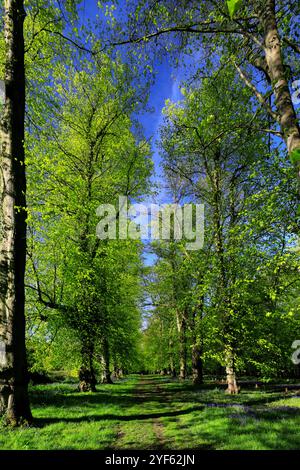 Spring view along the Common Lime Tree Avenue and Bluebell flowers at Clumber Park, Nottinghamshire, England, UK Stock Photo