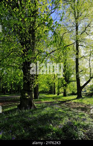 Spring view along the Common Lime Tree Avenue and Bluebell flowers at Clumber Park, Nottinghamshire, England, UK Stock Photo