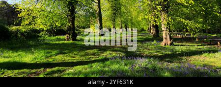 Spring view along the Common Lime Tree Avenue and Bluebell flowers at Clumber Park, Nottinghamshire, England, UK Stock Photo