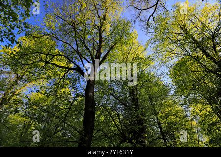 Spring view along the Common Lime Tree Avenue and Bluebell flowers at Clumber Park, Nottinghamshire, England, UK Stock Photo