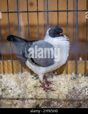 German Modena pigeon (Deutscher Modeneser) on an animal exhibition Stock Photo