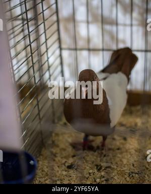 Purebred white-brown pigeon. Dove on asphalt pecks seeds Stock Photo ...