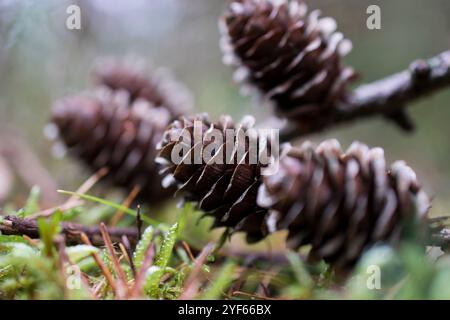 A detailed close-up photograph of pine cones resting on a moss-covered forest floor. The image captures the rich textures of the pine cones. Stock Photo