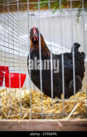 Marans chicken hen on an animal exhibition Stock Photo