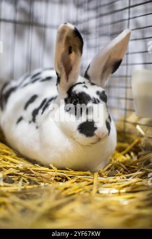 Mini Dalmatian Rex rabbit on an animal exhibition Stock Photo