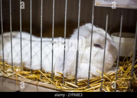 Dwarf Widder Rabbit white on an animal exhibition Stock Photo