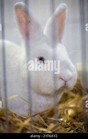 White Vienna Rabbit on an animal exhibition Stock Photo