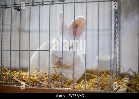 White Vienna Rabbit on an animal exhibition Stock Photo