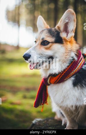 Welsh Corgi Pembroke wearing a scarf Stock Photo