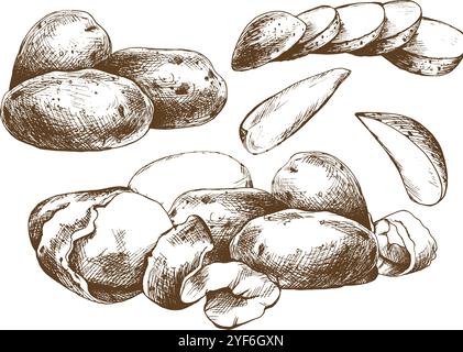 Potatoes whole, half, cut, peeled and wedges. Set o isolated elements graphic illustration hand drawn in brown ink. EPS vector on the theme of harvest Stock Vector