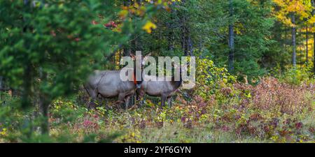 Cow and calf in the Clam Lake area of northern Wisconsin. Stock Photo