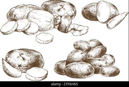 Potatoes whole, half, cut, peeled and wedges. Set o isolated elements graphic illustration hand drawn in brown ink. EPS vector on the theme of harvest Stock Vector