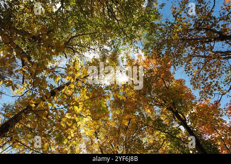 A view of the sugar maple trees changing colors in the Autumn season on the Camel's Hump trail in Vermont. Stock Photo