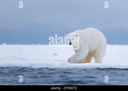 Norway, Arctic Ocean north of Svalbard. Male polar bear on sea ice. Stock Photo