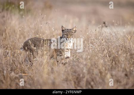 A Bobcat hunting in the dried grasslands of Point Reyes National Park in California. Stock Photo