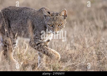 A Bobcat hunting in the dried grasslands of Point Reyes National Park in California. Stock Photo