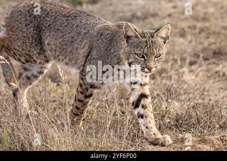 A Bobcat hunting in the dried grasslands of Point Reyes National Park in California. Stock Photo
