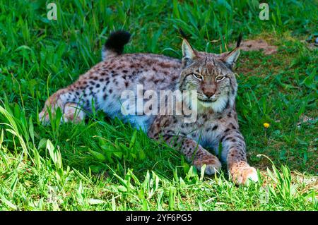 A Eurasian lynx lying on green grass in a natural habitat. Stock Photo