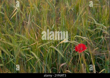 A single red poppy on the left of the image in a field of wheat in spain Stock Photo
