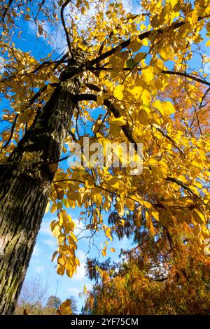 Magnolia acuminata Cucumber Tree Falling Yellow Foliage Cucumbertree Blue Sky Sunny Day Sun Old Magnolia tree Magnolia autumn tree yellow foliage fall Stock Photo