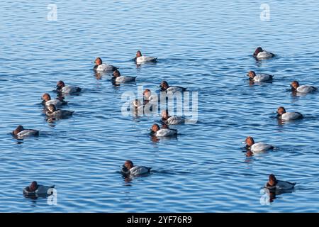 Group of pochards (Aythya ferina) swimming on a lake, Norfolk, England, UK. Also called common pochard, a medium-sized diving duck Stock Photo