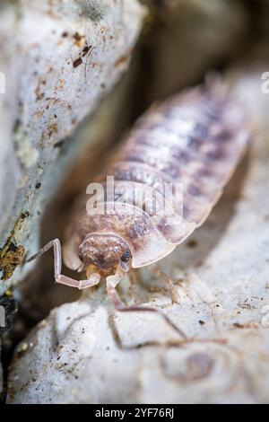 Common Woodlouse (Oniscus asellus), Widespread in Western and Northern Europe Stock Photo