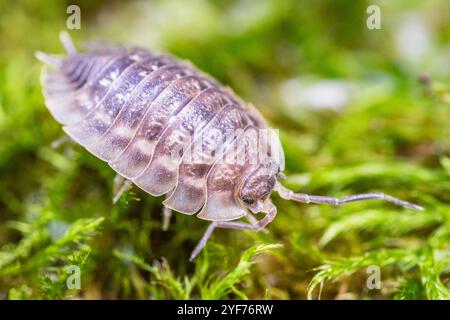 Common Woodlouse (Oniscus asellus), Widespread in Western and Northern Europe Stock Photo