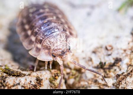Common Woodlouse (Oniscus asellus), Widespread in Western and Northern Europe Stock Photo