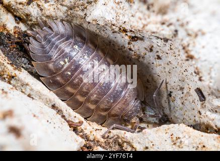 Common Woodlouse (Oniscus asellus), Widespread in Western and Northern Europe Stock Photo