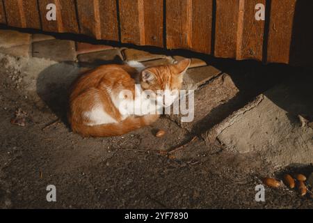 A lonely abandoned ginger kitten Stock Photo
