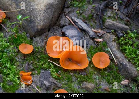 Aleuria aurantia mushroom on the forest path. Known as orange peel fungus. Group of edible orange mushroom in the forest. Stock Photo