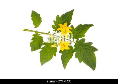 Tomato leaf isolated. Tomato leaves with flower on white background. Stock Photo