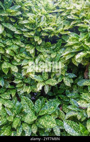 Aucuba japonica or Japanese laurel, planted as informal hedge. Selective focus Stock Photo