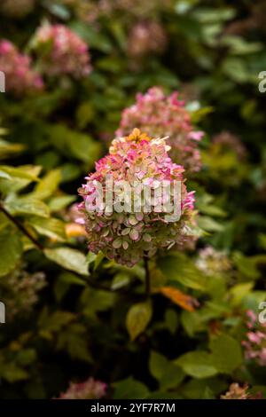 A hydrangea flower displays a mix of pink and green hues, surrounded by dense foliage. The focus is on the delicate petals and subtle color gradient. Stock Photo