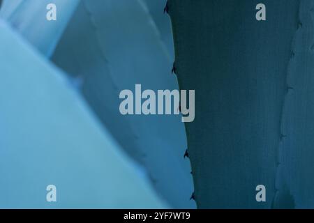 artistic light and shadow background of the heart of a blue agave or maguey plant detail with thorns. Drinks such as Mexican tequila and mezcal are pr Stock Photo