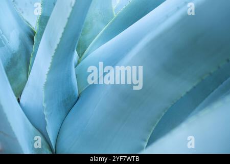 artistic background of the heart of a blue agave or maguey plant detail with thorns. Drinks such as Mexican tequila and mezcal are produced from the p Stock Photo