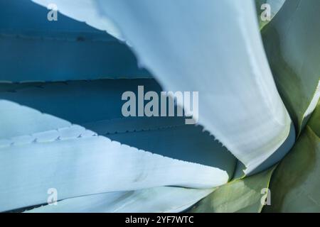 detail of the heart of a blue agave or maguey plant detail with thorns. Drinks such as Mexican tequila and mezcal are produced from the plant. Stock Photo