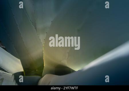 detail of the heart of a blue agave or maguey plant detail with thorns. Drinks such as Mexican tequila and mezcal are produced from the plant. Stock Photo