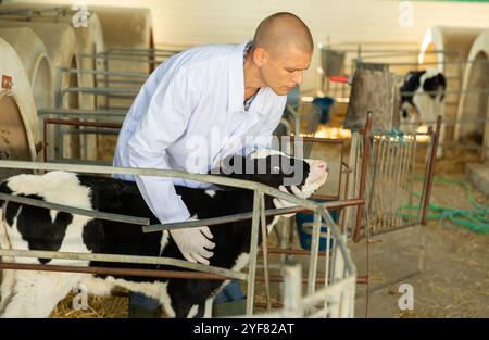 Man taking care of calves in cowshed Stock Photo