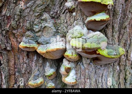 Bracket fungus Phellinus robustus growing on old deciduous tree trunk Bur Oak Quercus macrocarpa bark texture Stock Photo