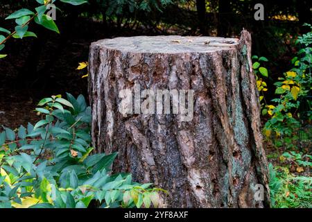 Old pine stump left in the garden as a home for beetles bugs insects etc Stock Photo