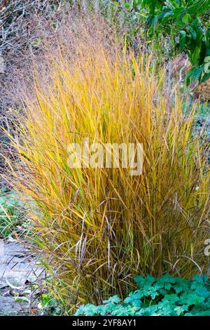 Switchgrass (Panicum virgatum) is a native grass species found in ...